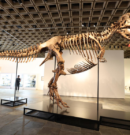 “Gus”, el T-Rex más completo del mundo, se presenta en Nueva York antes de su millonaria subasta