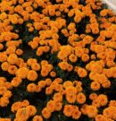 Nueva York se tiñe de cempasúchil para recibir el Día de Muertos