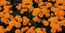 Nueva York se tiñe de cempasúchil para recibir el Día de Muertos