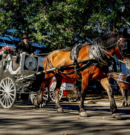 Nueva York Pone Fin a los Tradicionales Carruajes de Caballos